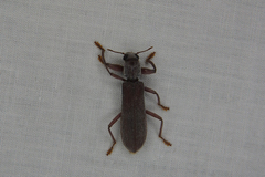 Eunatalis spinicornis