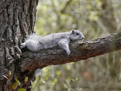 Sciurus niger cinereus