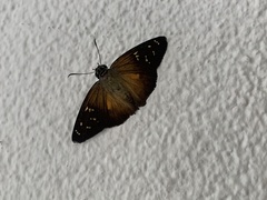 Augiades crinisus