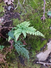 Asplenium adiantum-nigrum