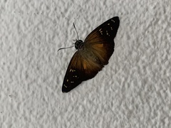 Augiades crinisus