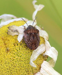 Homaemus aeneifrons