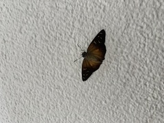 Augiades crinisus