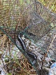 Siren intermedia
