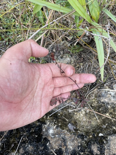 Image of Everglade Key Sandmat (Euphorbia conferta) by (c) Brandon Corder, some rights reserved (CC BY)
