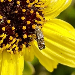 Lithariapteryx jubarella