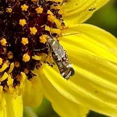 Lithariapteryx jubarella