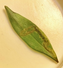 Aulagromyza orbitalis