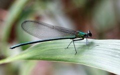Mnais andersoni