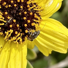 Lithariapteryx jubarella