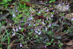 Mazus stachydifolius