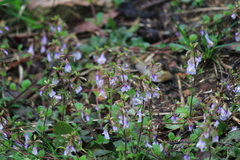 Mazus stachydifolius