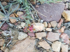 Castilleja cinerea