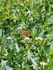 Panoquina errans