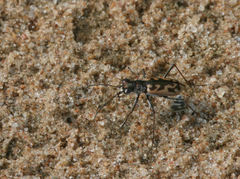 Ellipsoptera cuprascens