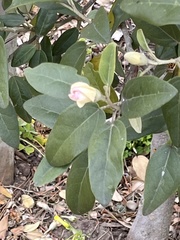 Lagunaria