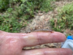 Phractura brevicauda