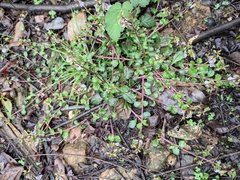 Mazus stachydifolius