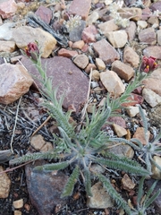Castilleja cinerea