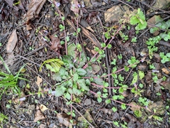 Mazus stachydifolius