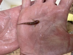 Phractura brevicauda