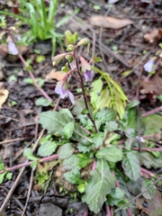 Mazus stachydifolius