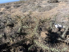 Cylindropuntia molesta molesta