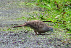 Geopelia striata