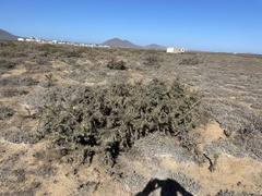 Cylindropuntia molesta molesta