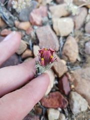 Castilleja cinerea