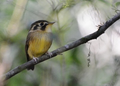 White-Throated Spadebill photo 3