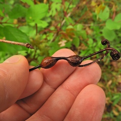 Neolasioptera vitinea