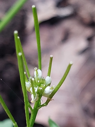 Cardamine hirsuta image