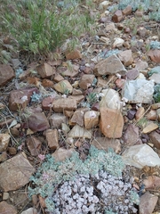 Eriogonum kennedyi austromontanum