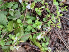 Mazus stachydifolius