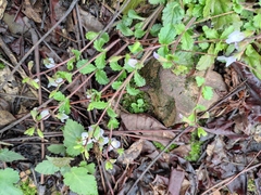 Mazus stachydifolius