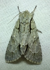 Acronicta laetifica