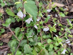 Mazus stachydifolius