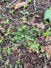 Mazus stachydifolius