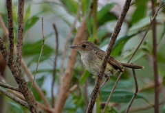 Euscarthmus meloryphus