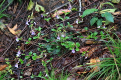 Mazus stachydifolius