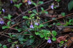 Mazus stachydifolius