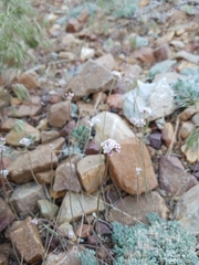 Eriogonum kennedyi austromontanum