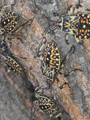 Pachylis laticornis