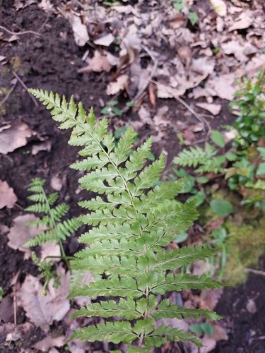 Polystichum setiferum image