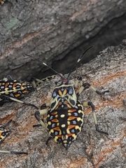 Pachylis laticornis