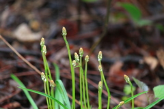 Aletris spicata