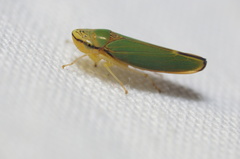 Graphogonalia evagorata