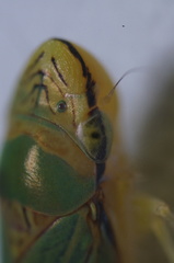 Graphogonalia evagorata