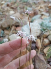Eriogonum kennedyi austromontanum